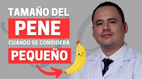 Cuál es el tamaño de un pene normal